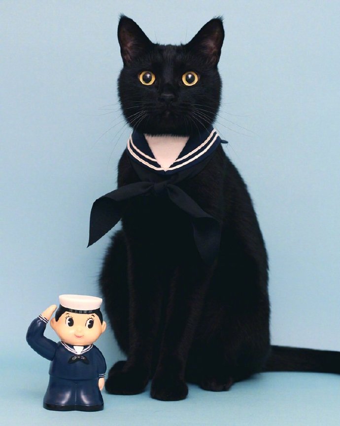 一只具有贵族气质的黑猫