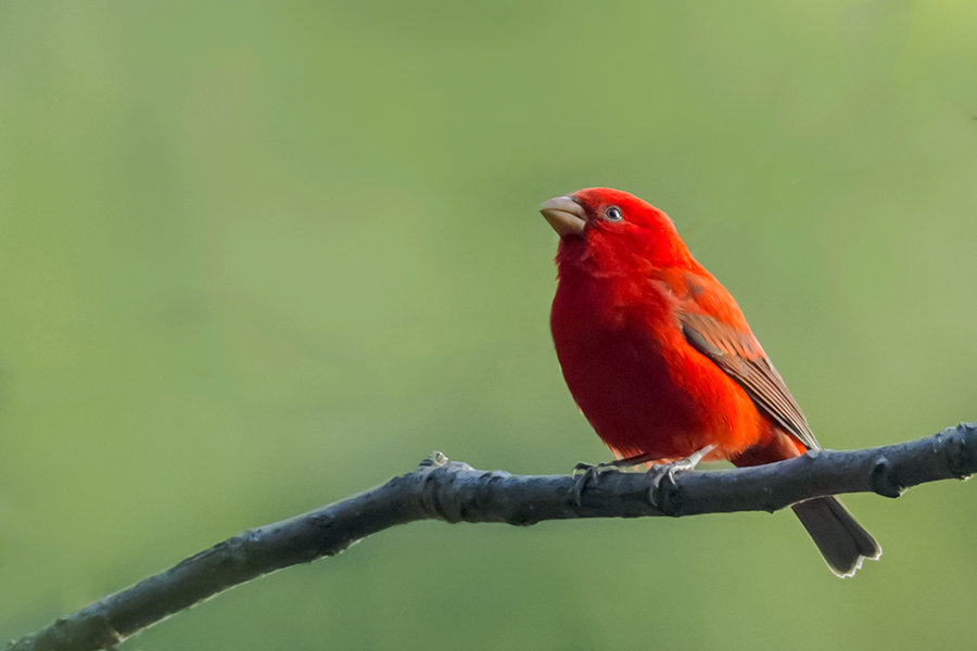 极品红色鸟类—血雀