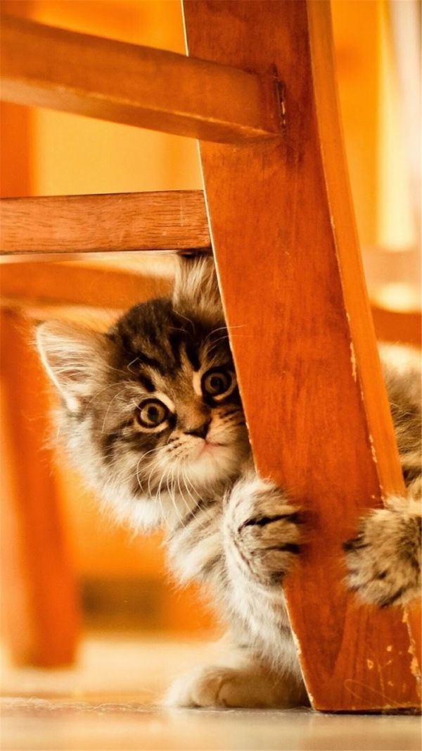 超萌可爱的小猫图片
