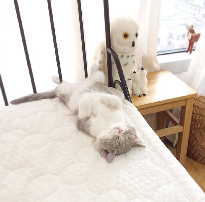 一组雪白雪白的猫猫看起来非常好看