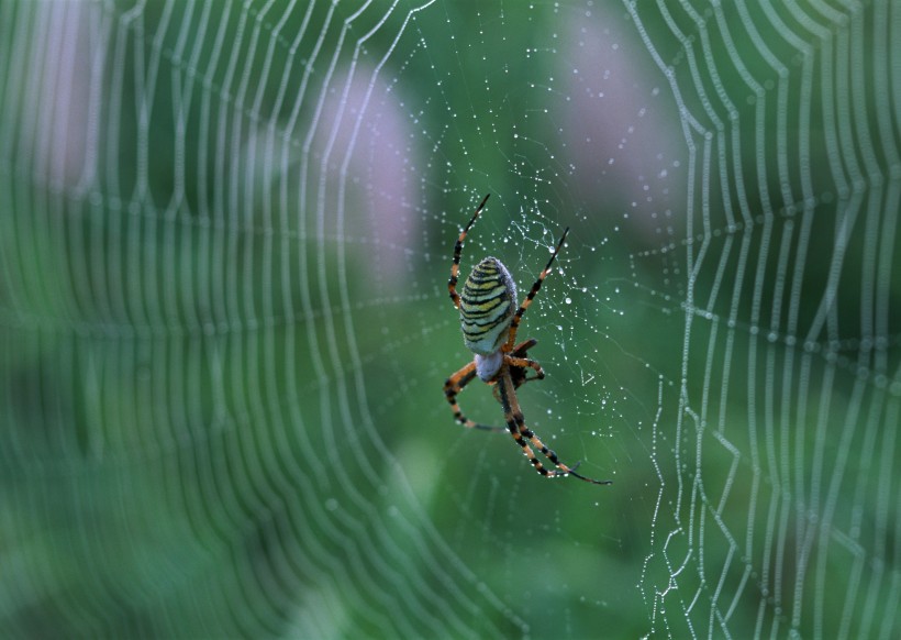 带露珠的蜘蛛网图片