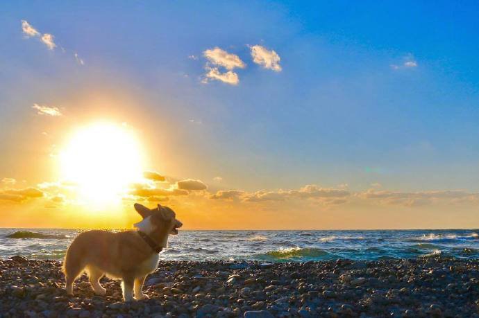 一组萌萌哒的狗狗和天空的合影图片