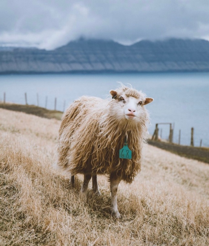 一组丹麦法罗群岛的羊