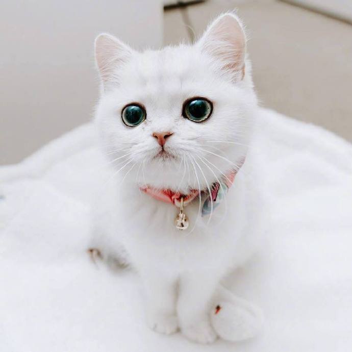 自带眼线的小白猫peral，这么可爱的小眼神谁顶得住