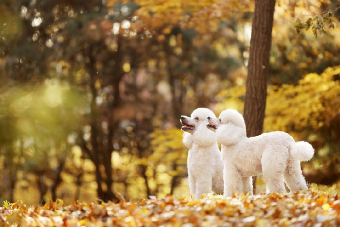 金黄的树叶下开心的狗狗图片欣赏