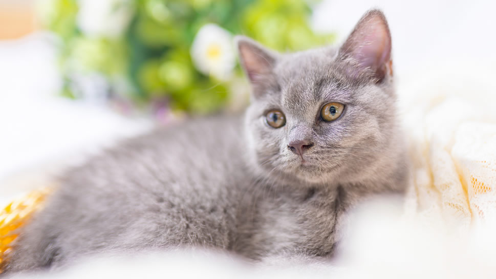 一组灰色超可爱的小猫咪图片欣赏