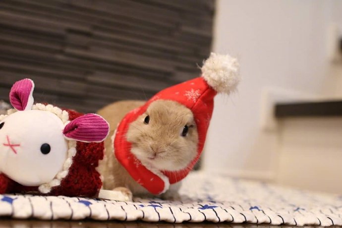 圣诞节了，霓虹国的兔几mitarashi已经换上了美美的圣诞套装 ​​​​