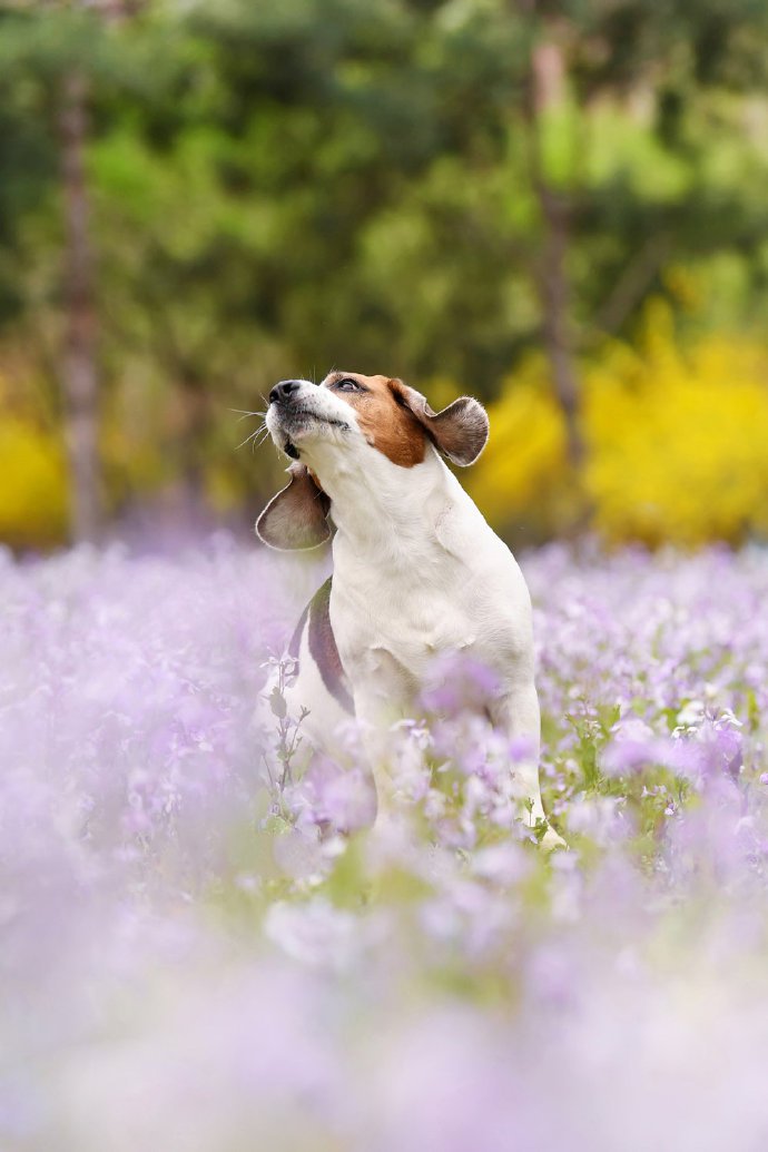 紫色花丛中开心的比格犬