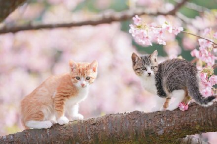 樱花树上的可爱猫咪