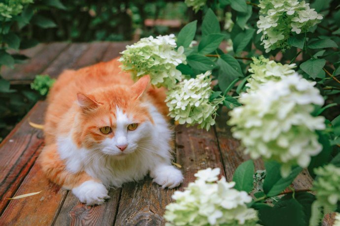 绣球花下的漂亮猫咪