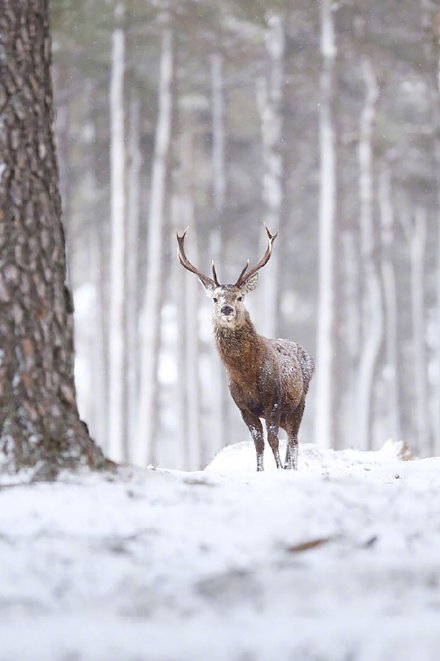 在雪地里骄傲的鹿先生图片
