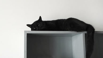 一组霸气的黑猫图片