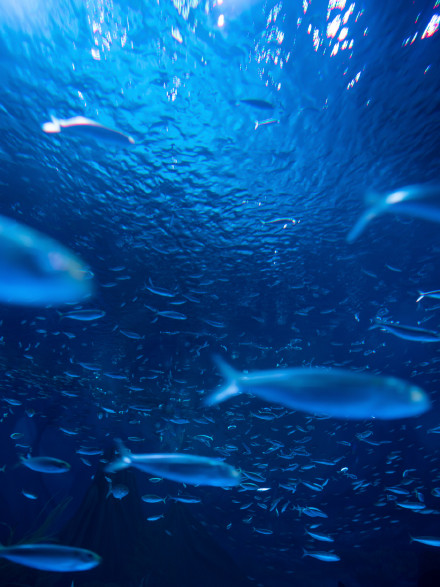 海洋里成群游动的鱼群图片