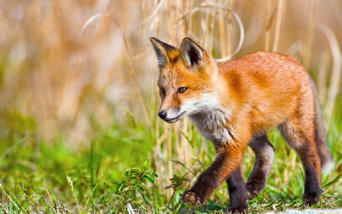 一组超可爱的野生狐狸图片