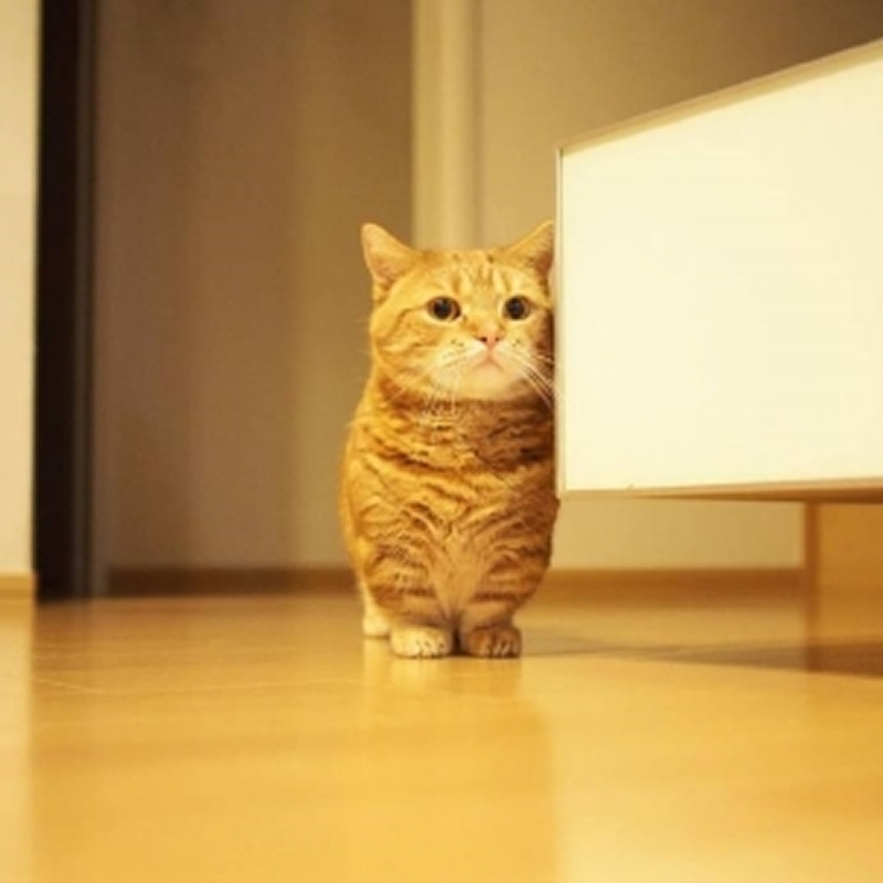 可爱的日本短腿貓图片