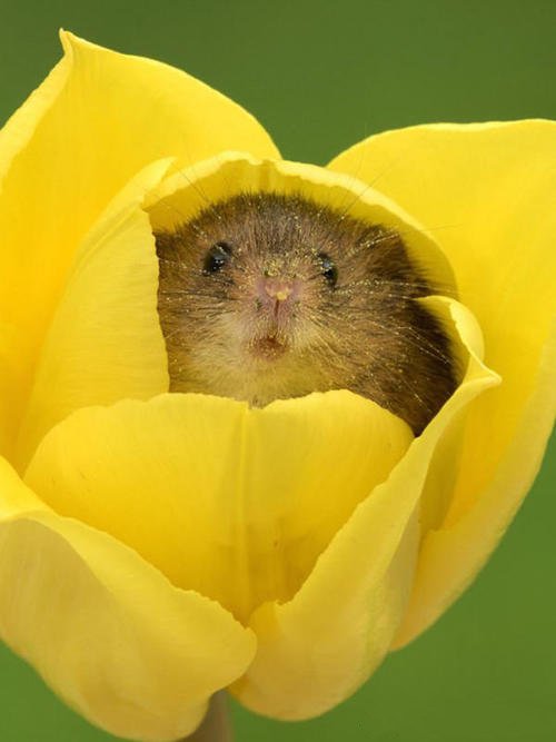 喜欢跑到花朵里的小老鼠