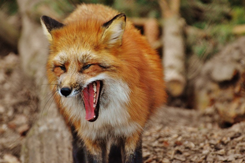 一组机灵狡猾的狐狸图片