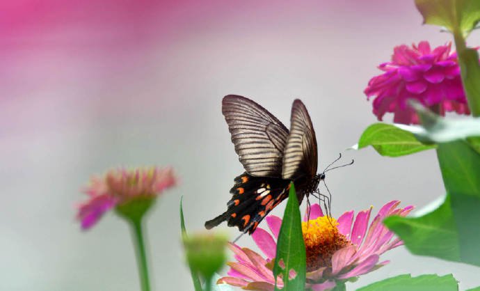 一组美丽的金凤蝶、玉带凤蝶