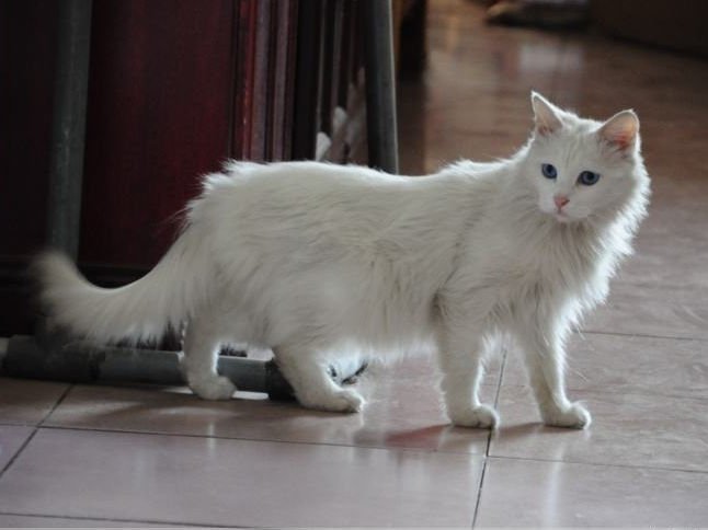 雪白可爱的白猫图片
