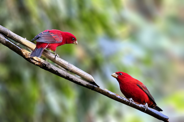 极品红色鸟类—血雀