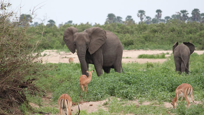 一组强壮的野生大象高清图片欣赏