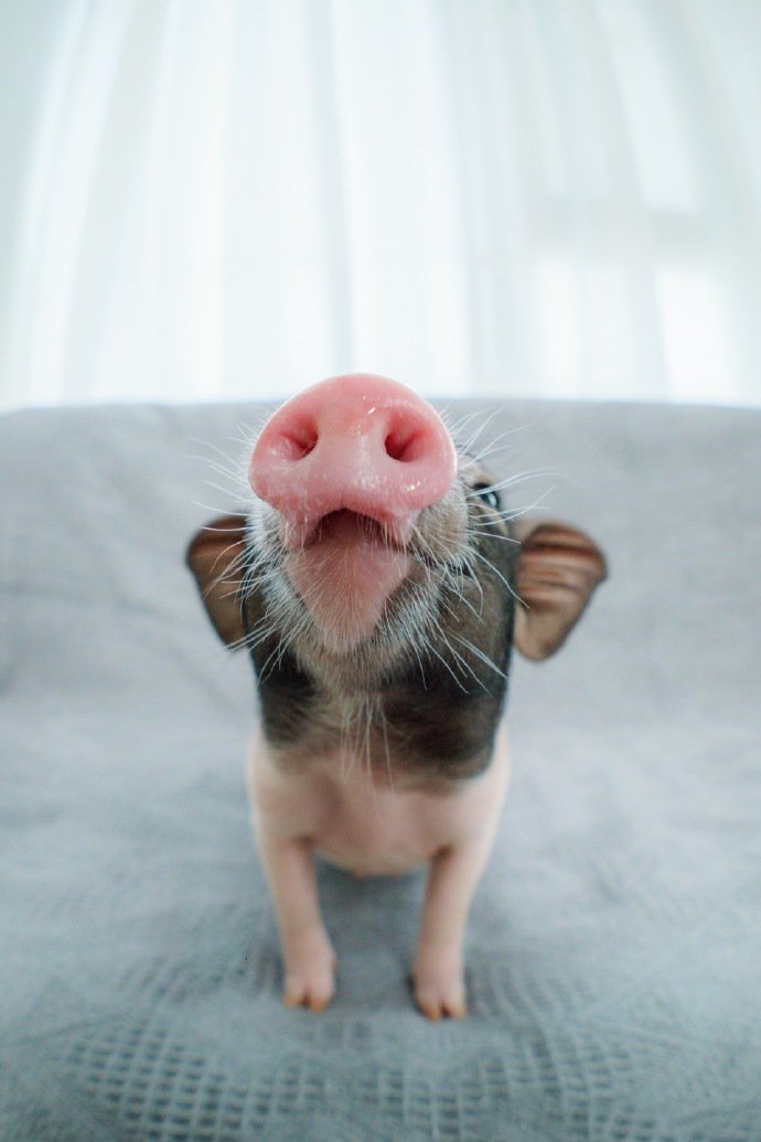 一组黑白色可爱的小猪猪图片