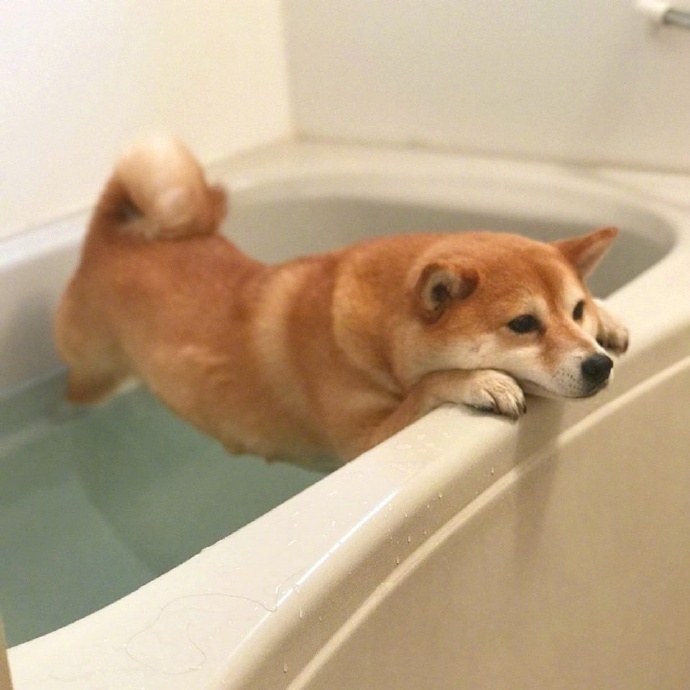 不想洗澡的可爱柴犬图片