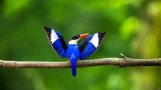 色彩艳丽的蓝翡翠鸟图片