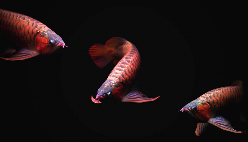 威武霸气的红龙鱼图片