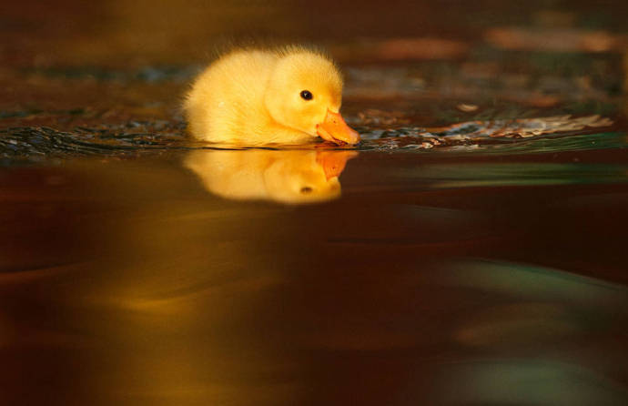 一组超可爱小只的小黄鸭图片