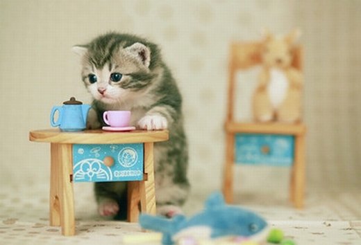 一组淘气可爱的小猫图片