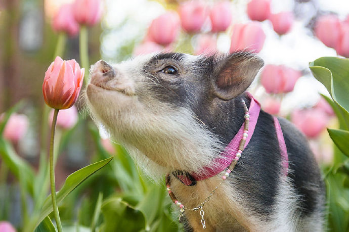 郁金香和宠物猪图片欣赏