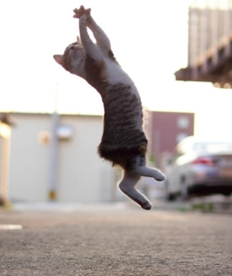手舞足蹈的猫猫图片