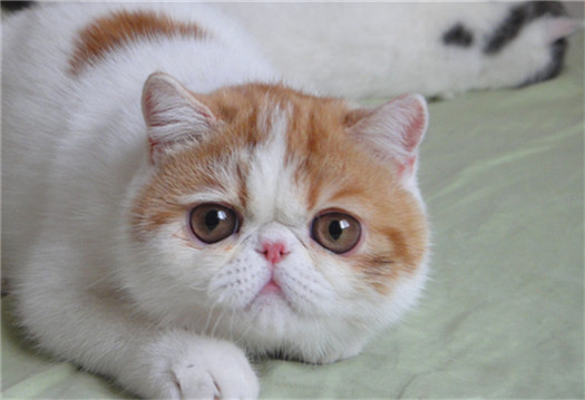加菲梵文猫图片