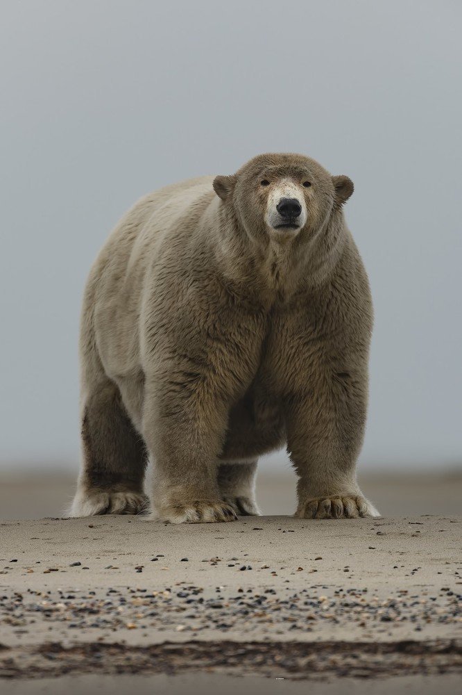 一组超重的北极熊图片