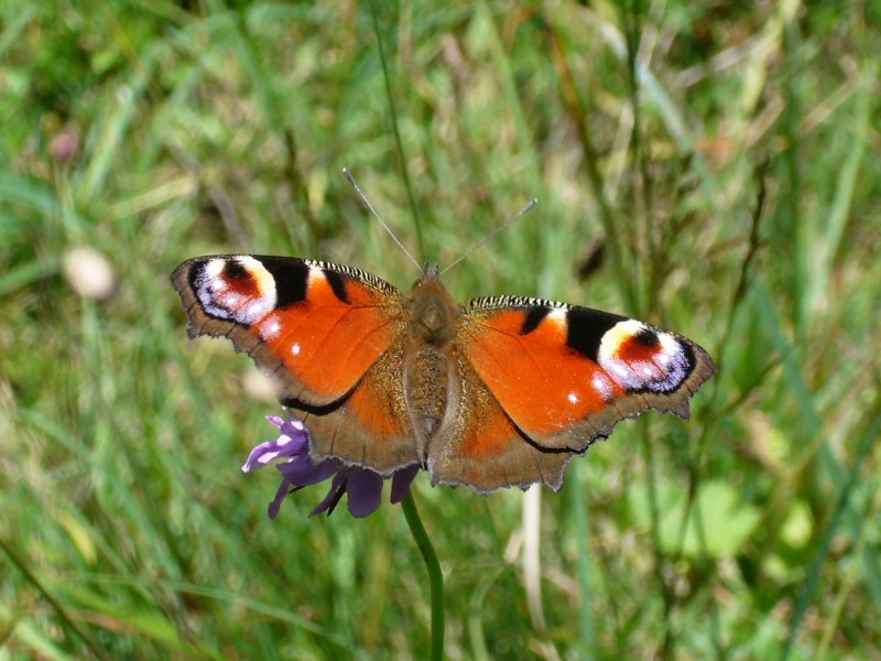 草丛中的孔雀蝴蝶图片