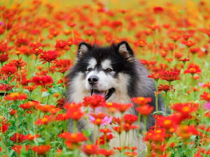 花丛中超可爱的阿拉斯加狗狗