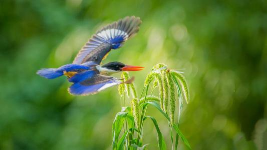 一组飞翔的蓝翡翠鸟图片