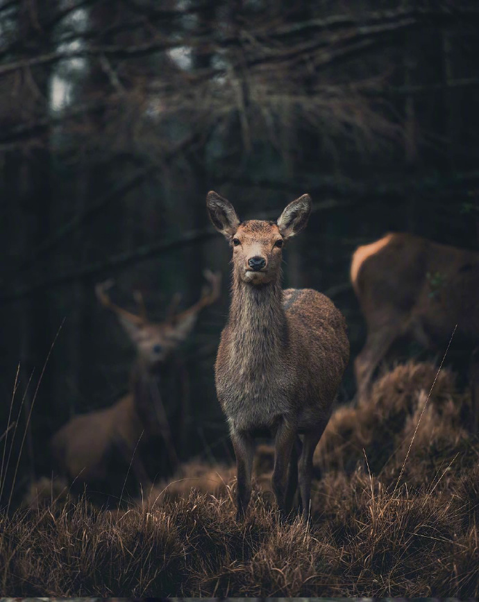 耳朵尖尖可爱的小鹿图片