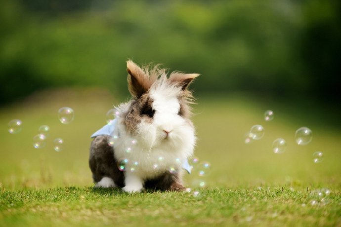 一只超级软萌的小兔兔图片