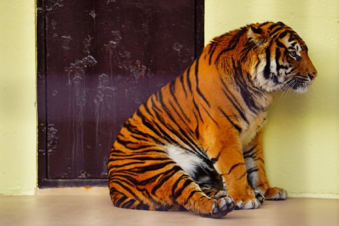 日本宫崎市自然凤凰动物园的这只苏门答腊虎