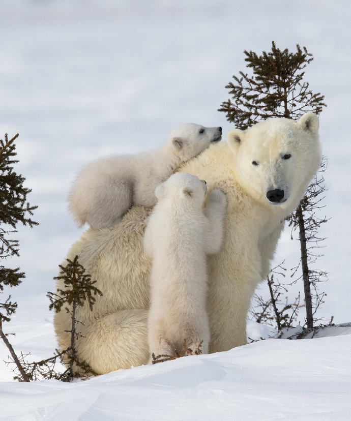 加拿大可爱的北极熊一家