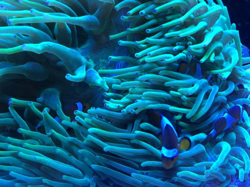 海底世界颜色鲜艳的小丑鱼图片