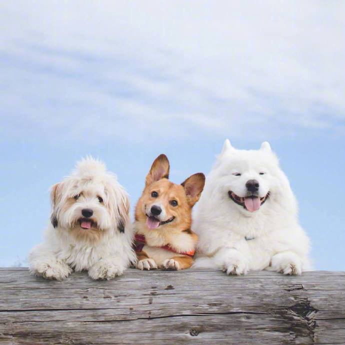 三只超可爱的狗狗合照图片欣赏