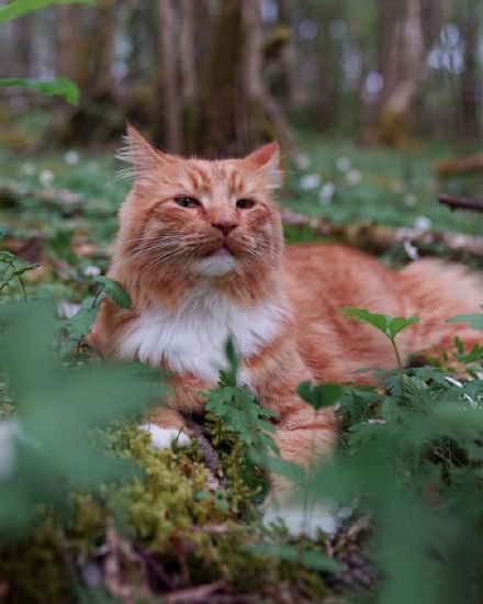 一只高冷的挪威森林猫