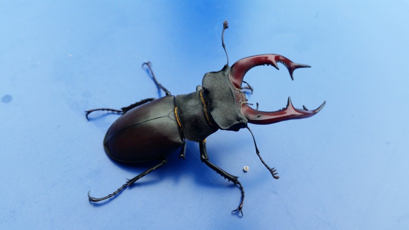 昆虫中的大力士犀牛甲虫图片
