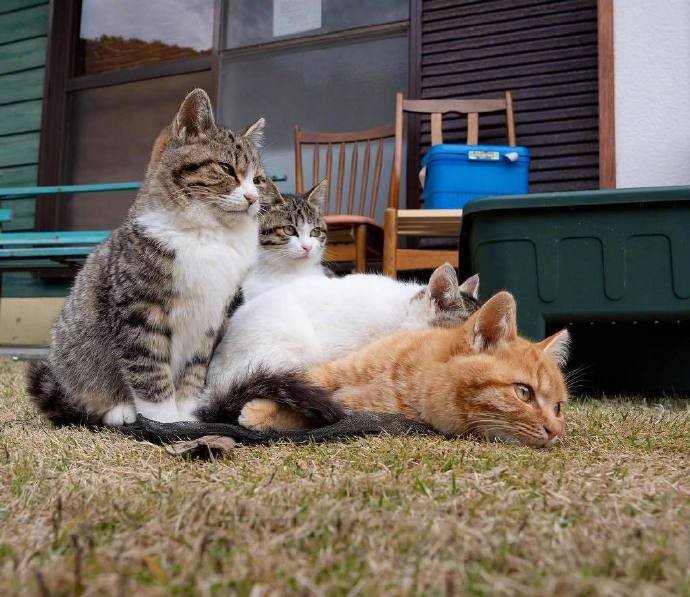 一组超级可爱的小猫咪集体照片欣赏