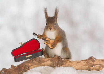 萌萌的红松鼠“音乐家”