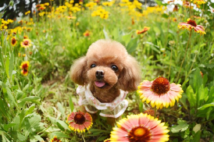 不同小狗狗在花丛中的表现都很可爱