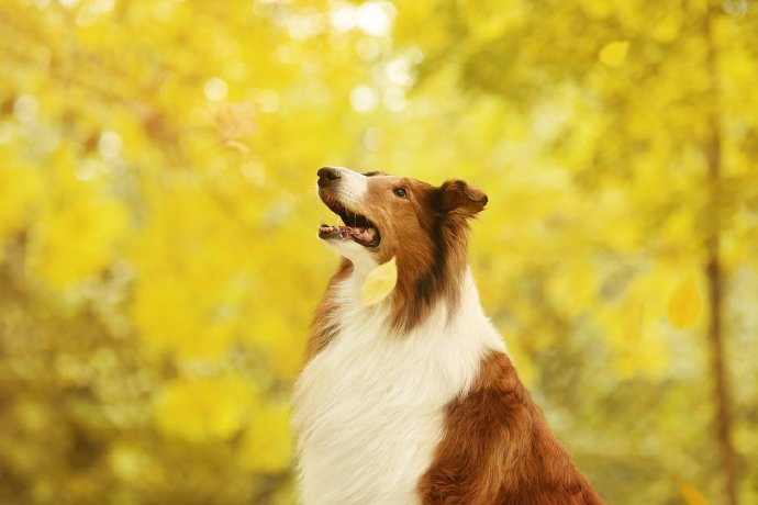 漂亮秋景下优雅的苏牧犬图片
